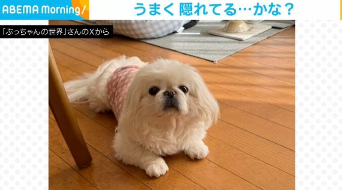 ペキニーズのぷてぃーちゃん