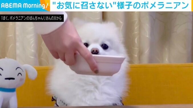 ポメラニアンのぽんちゃん（4歳）