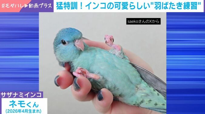 ネモくん