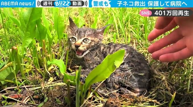 罠の粘着剤で動けなくなった子猫、無事に保護され見違える姿に反響「鳴き声まで別物」「幸せになって」 1枚目