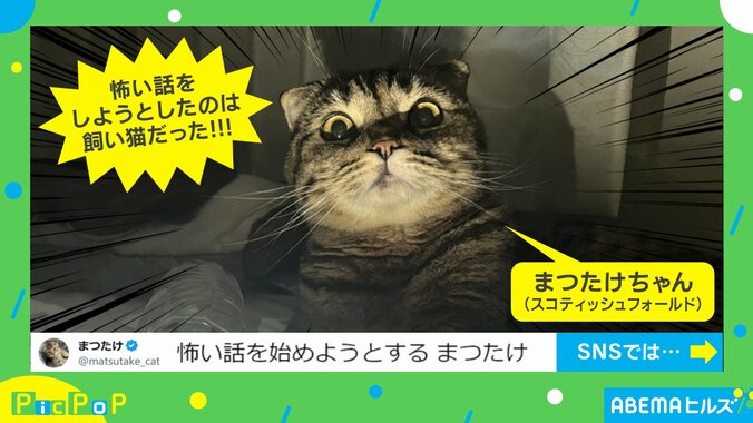 まるで猫界の稲川淳二!? 暗闇でライトに照らされた猫の顔に「雰囲気あり過ぎ」「どんな怖い話が…」と驚きの声 1枚目