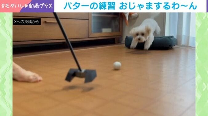 むぎちゃん