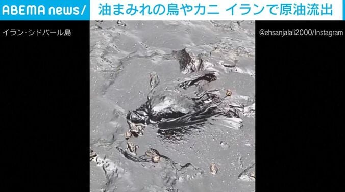 油まみれの鳥