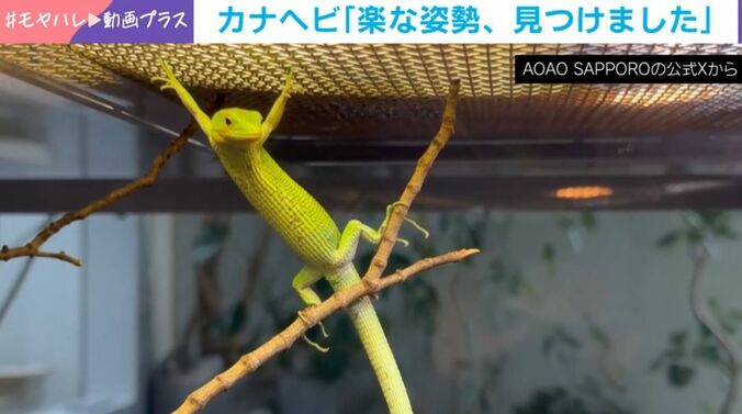 カナヘビ