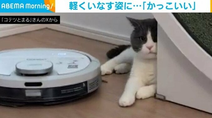 猫のまるくん（4歳）