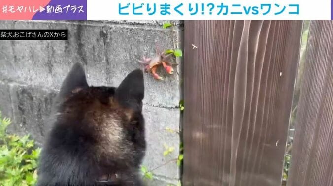 柴犬のおこげくんとカニ