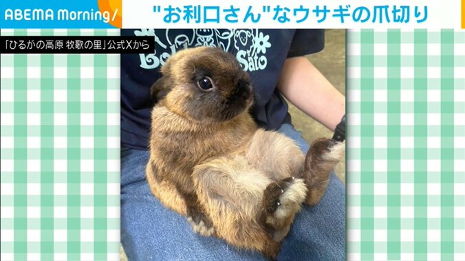 ウサギの“爪切りお願い”ポーズ