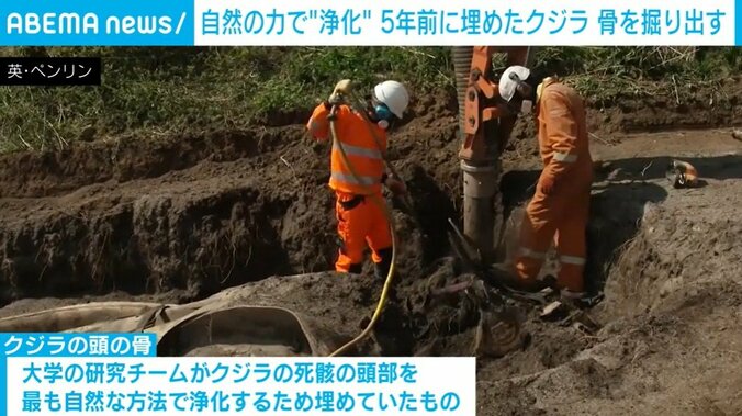 クジラの骨を掘り出す様子