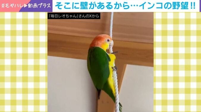 シロハラインコ・レオちゃん（8歳）