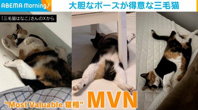 三毛猫のはなこちゃん（7歳）