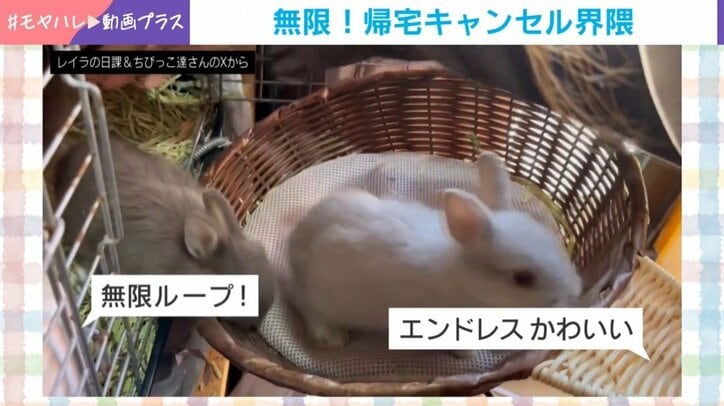 うさぎの赤ちゃんたち