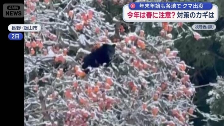 柿の木に現れたクマ