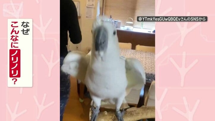 なぜこんなにノリノリ？