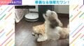 犬のお口へおやつを投げるも…→見事すぎるカットインを決めるわんこの姿に反響「かわいすぎ」「華麗な横取り」「めっちゃ探してるw」
