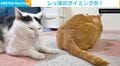 ネコがあくびをしていたら…“まさかの展開”に「狙ったとしか思えないw」「何回見ても絶対に吹き出すやつ笑」などの声