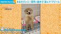 ケージに入れられた子犬が愛くるしい珍行動 ダンスのような“高速前足パタパタ”の猛烈アピールが話題