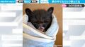 夢の中でもミルクを飲んでる？ 生後1か月の赤ちゃん猫、かわいすぎる映像に「はぁぁぁぁぁあ かわいい！」悶絶する人続々
