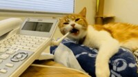 【映像】社内電話のアンテナをガジガジかじる猫