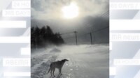 【映像】“吹雪”の中 散歩に行きたがるボルゾイ
