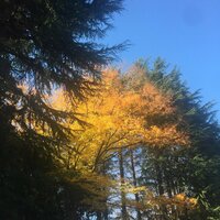 大和田美帆『ジブン』