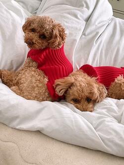  渡辺美奈代、次男が体調を崩したことを報告「色々な事で疲れちゃったのかなぁ」 