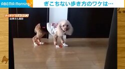 初めて靴下を履いた犬 何度も飼い主をチラ見して“ぎこちなく歩く姿”が話題