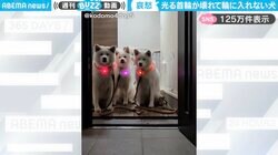 光る首輪を着けた秋田犬 後ろで“仲間外れ”の1頭の姿に「すねたように横向くのかわいい」「皆んなの表情がなんとも言えんw」