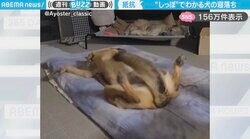 睡魔との戦いを“尻尾の動き”で表現する犬が、SNSで話題沸騰「豪快ヘソ天パッカーン！」「粘ってからの落ちる速度が最高」