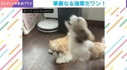 犬のお口へおやつを投げるも…→見事すぎるカットインを決めるわんこの姿に反響「かわいすぎ」「華麗な横取り」「めっちゃ探してるw」