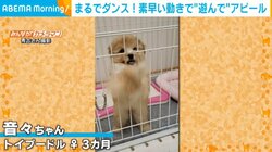 ケージに入れられた子犬が愛くるしい珍行動 ダンスのような“高速前足パタパタ”の猛烈アピールが話題