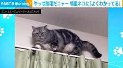 ぽっちゃりめの猫がオロオロ… 初のカーテンレール上で立ち往生→慎重な判断に称賛の声