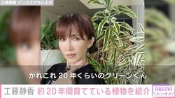工藤静香（55）、“豪邸”と話題の自宅で約20年間育てている植物を紹介「おうちの中見れてうれしい」「緑がいっぱいのステキなお部屋」と反響