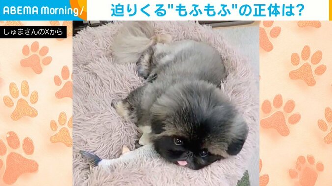 ペキニーズ・朱鞠くん（7歳）