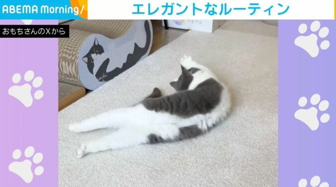 ブリティッシュショートヘアのおもちちゃん