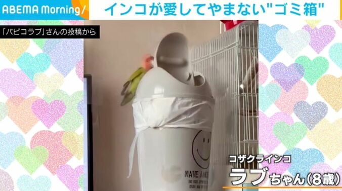 コザクラインコのラブちゃん