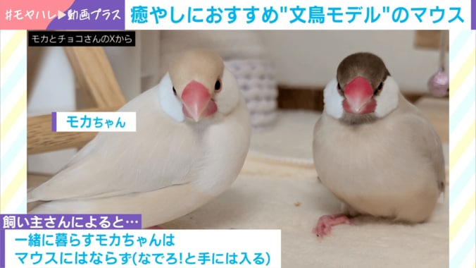 シナモン文鳥のチョコくん・モカちゃん