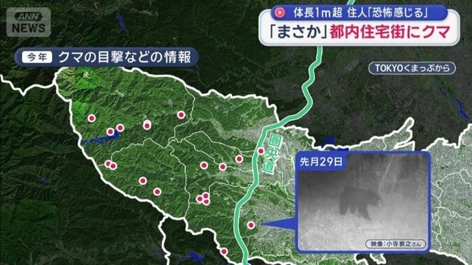 今年のクマの目撃などの情報