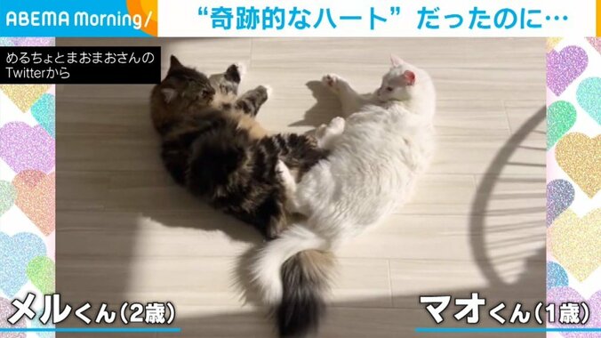 2匹の猫が“ハート型”になり日向ぼっこも… 予想外の結末に飼い主「猫社会にも色々あるんだなぁ」 1枚目