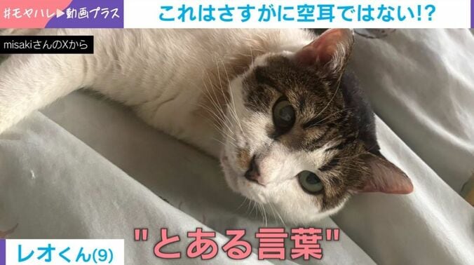 猫のレオくん（9歳）