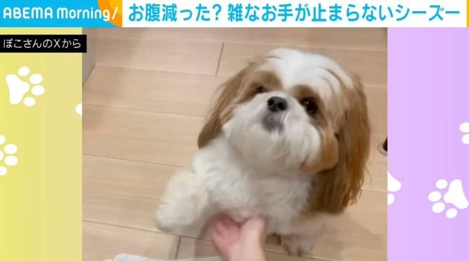 シーズーのぽこくん