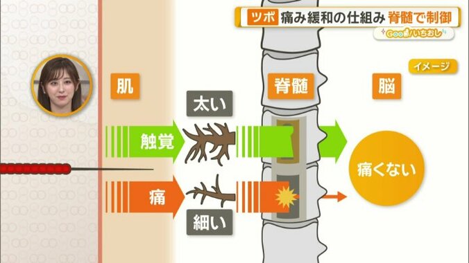太いものと細いものがある神経線維