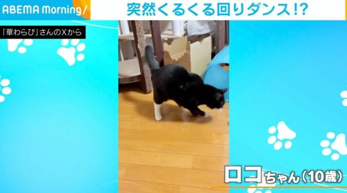 猫のロコちゃん