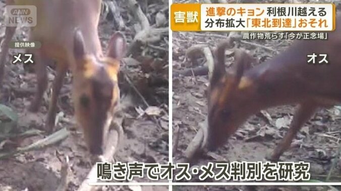 鳴き声でオス・メス判別を研究