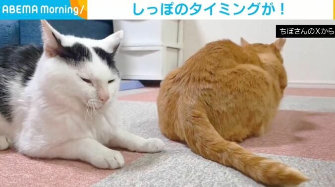 白黒柄のこもちくんと茶トラの茶々くん