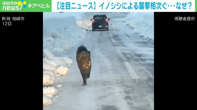 「猪突猛進という言葉そのまま」車にイノシシが一直線 相次ぐ襲撃に専門家「雪で餌場が限られて」 1枚目