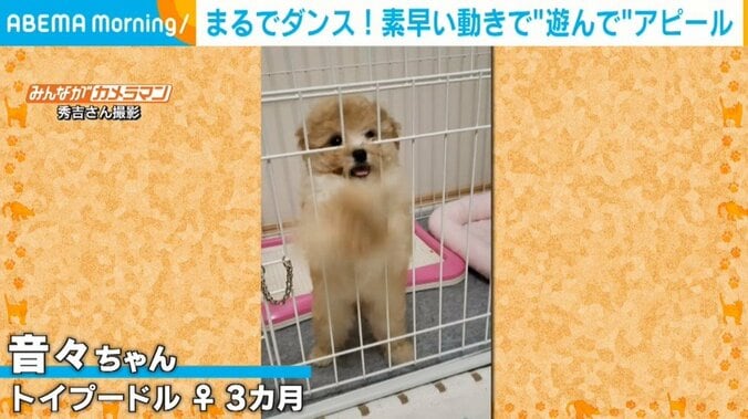 ケージに入れられた子犬が愛くるしい珍行動 ダンスのような“高速前足パタパタ”の猛烈アピールが話題 1枚目