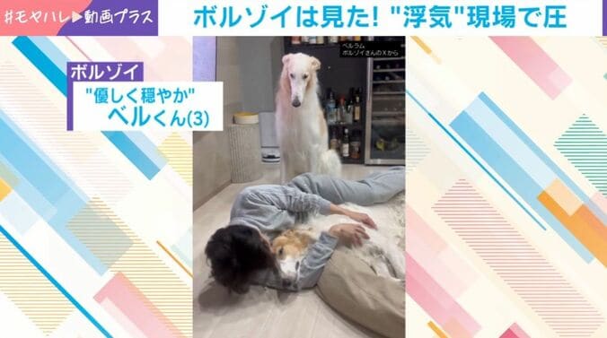 ボルゾイ