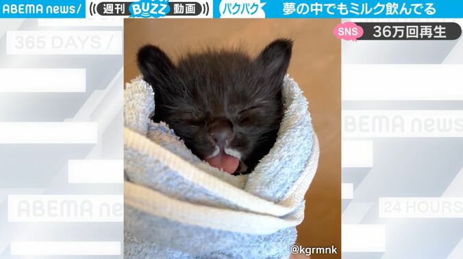 夢の中でもミルクを飲んでる？ 生後1か月の赤ちゃん猫、かわいすぎる映像に「はぁぁぁぁぁあ かわいい！」悶絶する人続々 1枚目