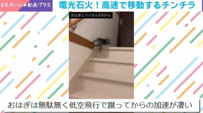 チンチラのおはぎくん