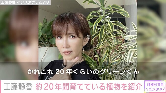 【写真・画像】工藤静香（55）、“豪邸”と話題の自宅で約20年間育てている植物を紹介「おうちの中見れてうれしい」「緑がいっぱいのステキなお部屋」と反響　1枚目